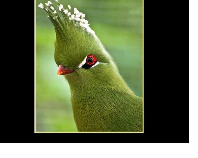 Green Bird with Crest — Natural
