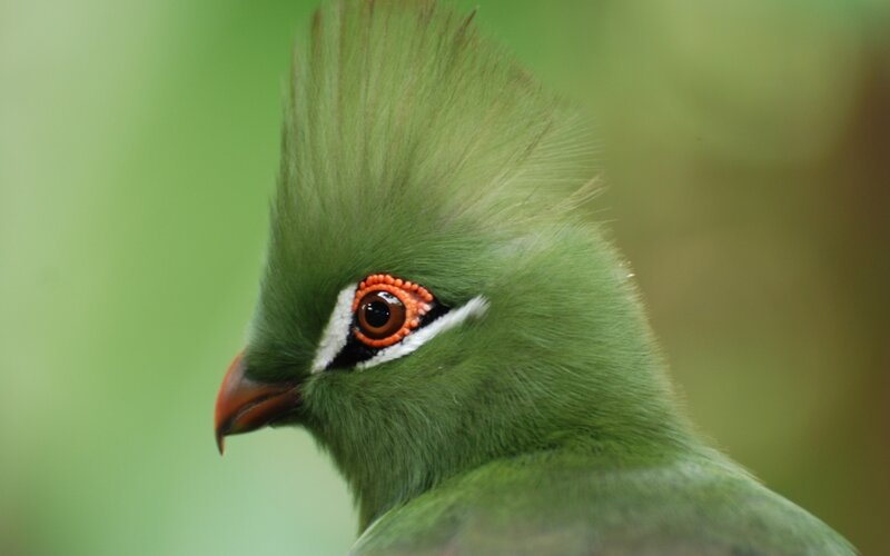 Green Bird with Crest
