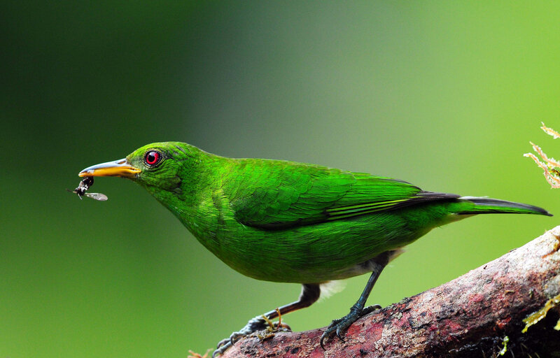 Green Bird with Insect