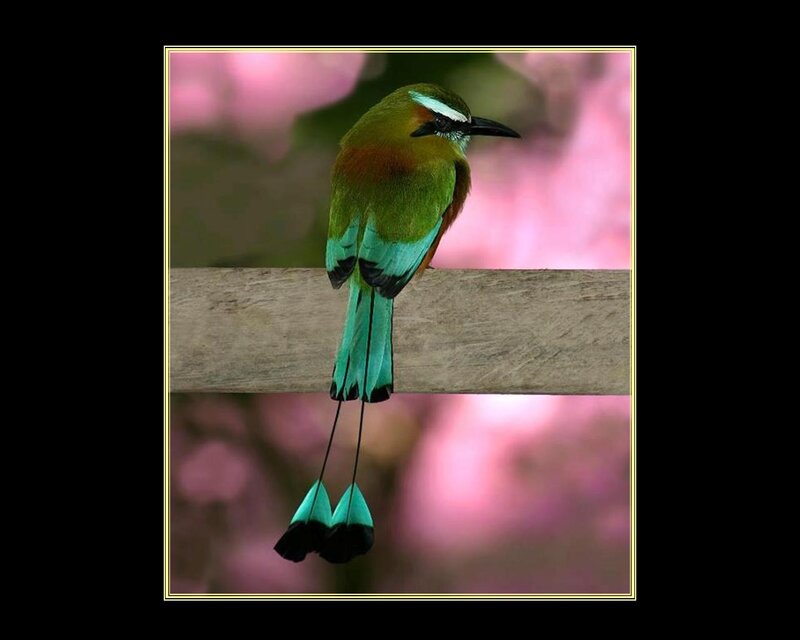 Green Bird with Long Tail