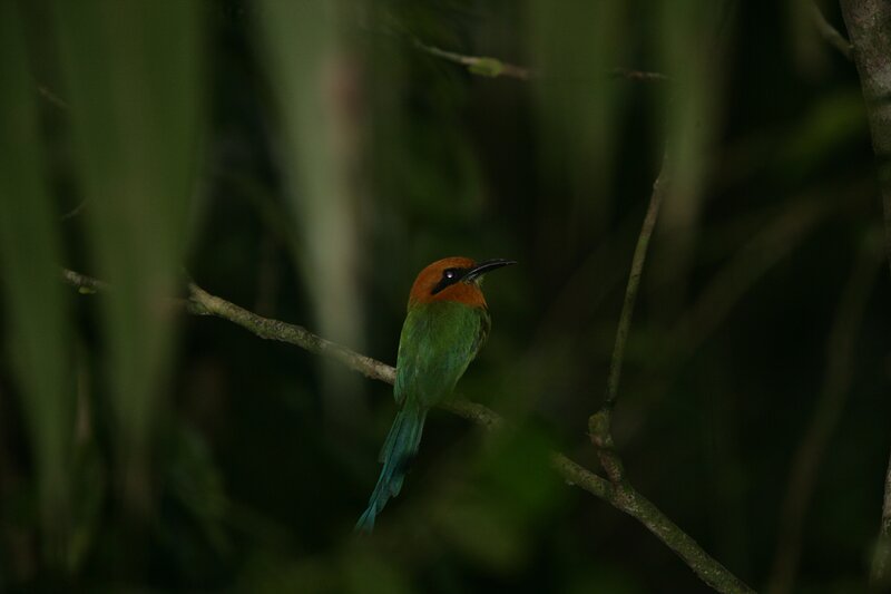 Green bird with orange head