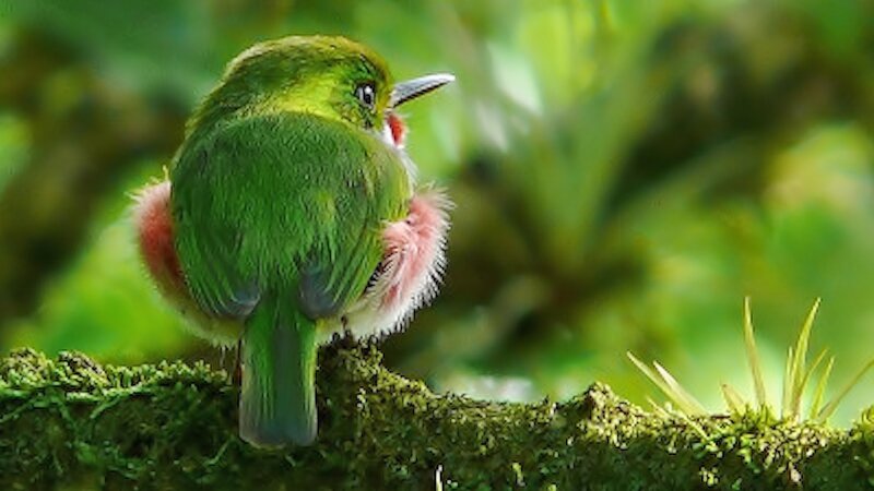 Green Bird with Pink Feathers