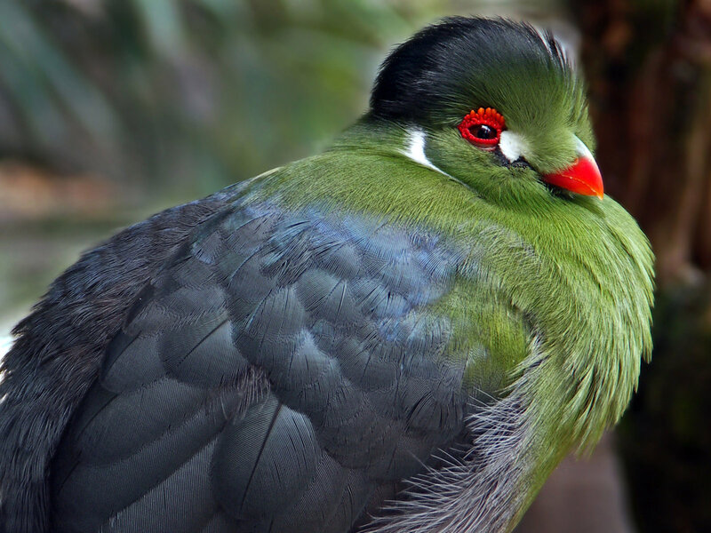 Green Bird with Red Beak — Calm