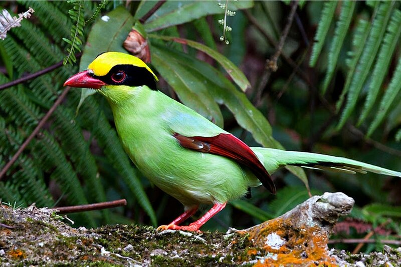Green Bird with Red Beak — Natural, Photograph, Mossy Rock