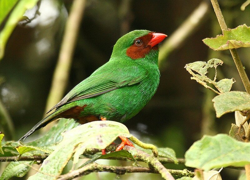 Green Bird with Red Beak — Natural, Photograph