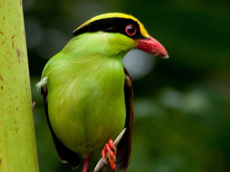Green Bird with Red Beak — Natural, Photograph, Tree Trunk