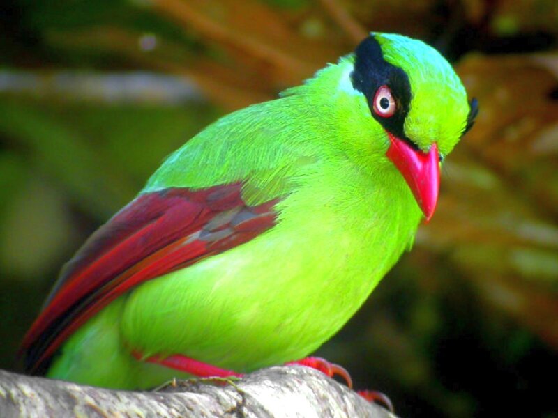 Green Bird with Red Beak — Natural