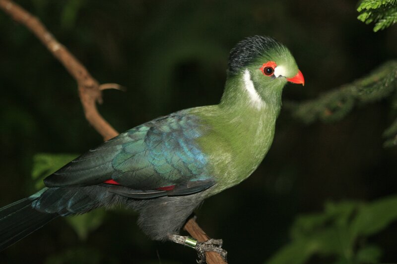 green bird with red beak