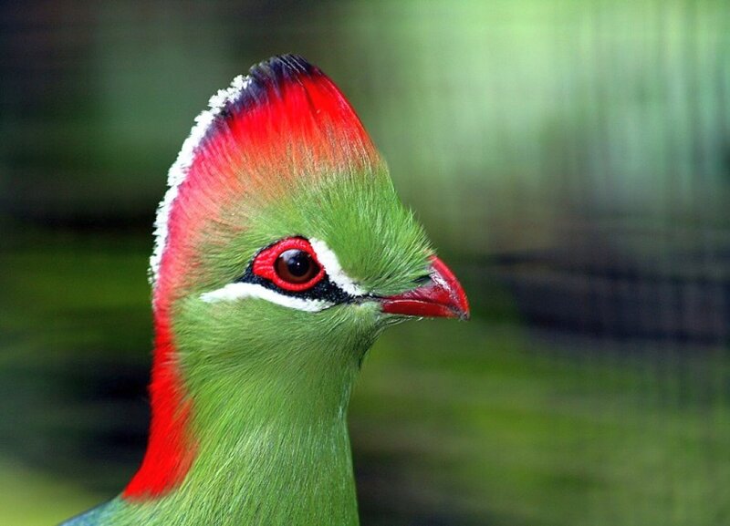 Green Bird with Red Crest — Calm
