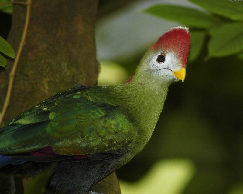 green bird with red crest