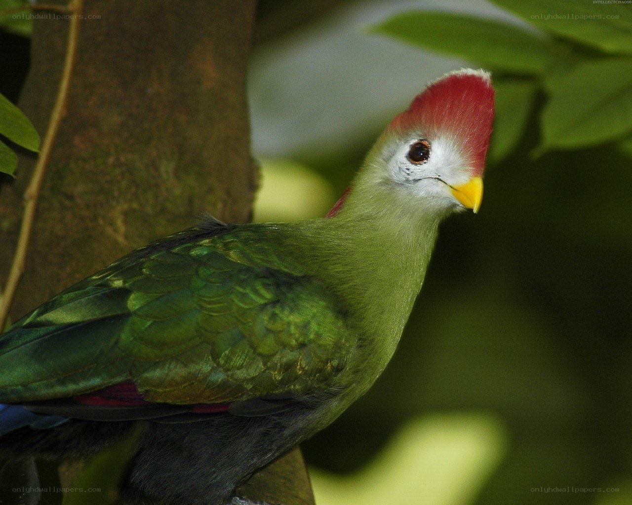 green bird with red crest
