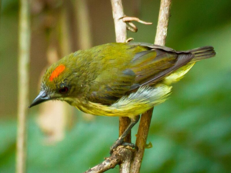 Green Bird with Red Crown