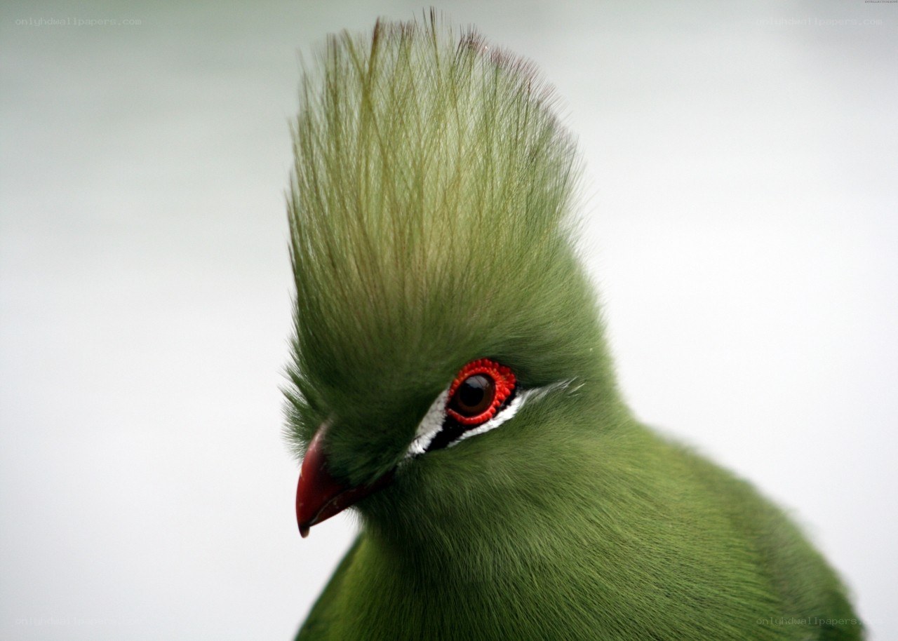 green bird with red eye
