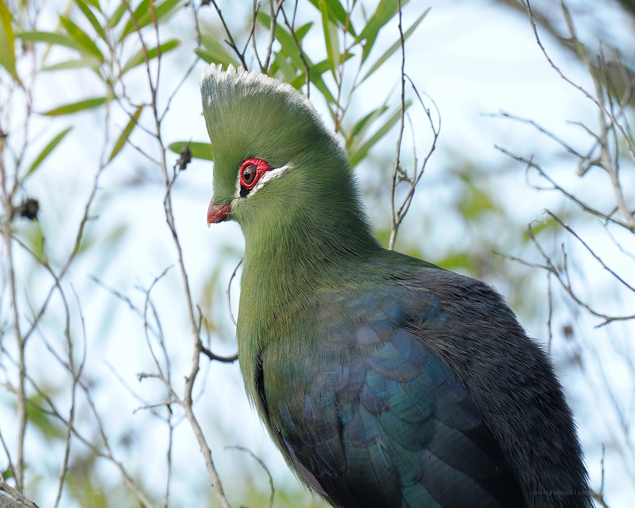 green bird with red eye
