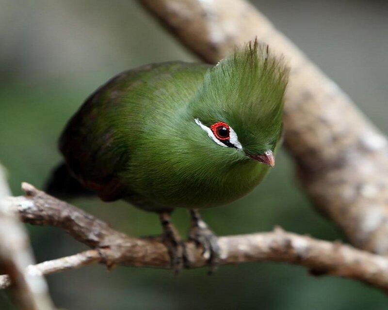 green bird with red eye