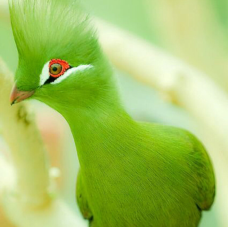 Green Bird with Red Eye — Calm, Photograph, Feathers