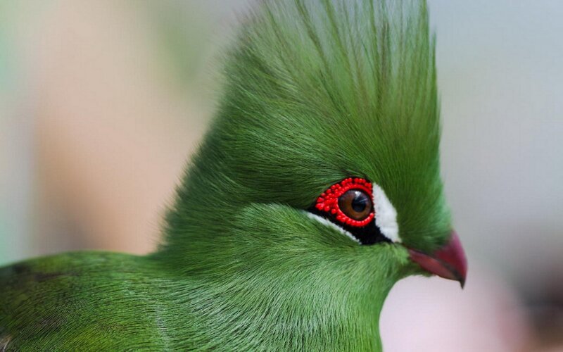 Green Bird with Red Eye — Calm, Photograph