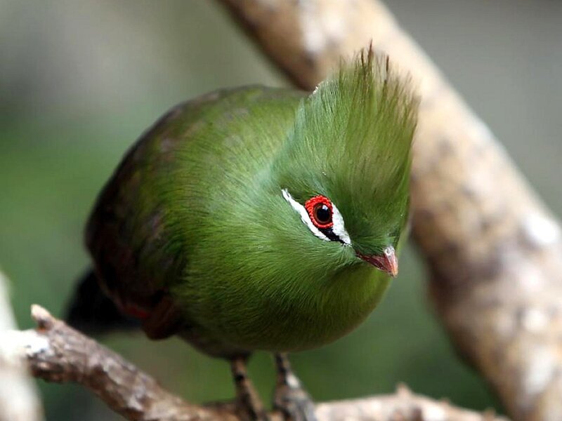 Green Bird with Red Eye — Calm