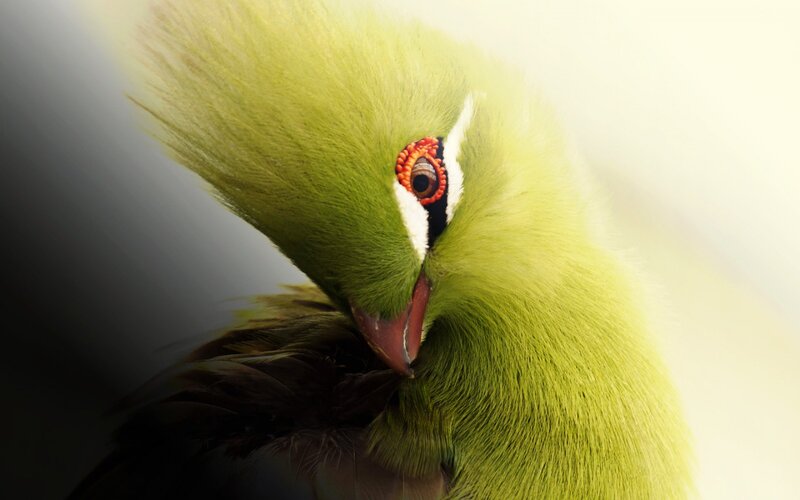 Green Bird with Red Eye — Dramatic