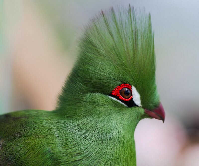 green bird with red eye
