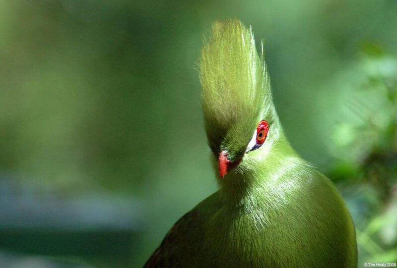 green bird with red eyes