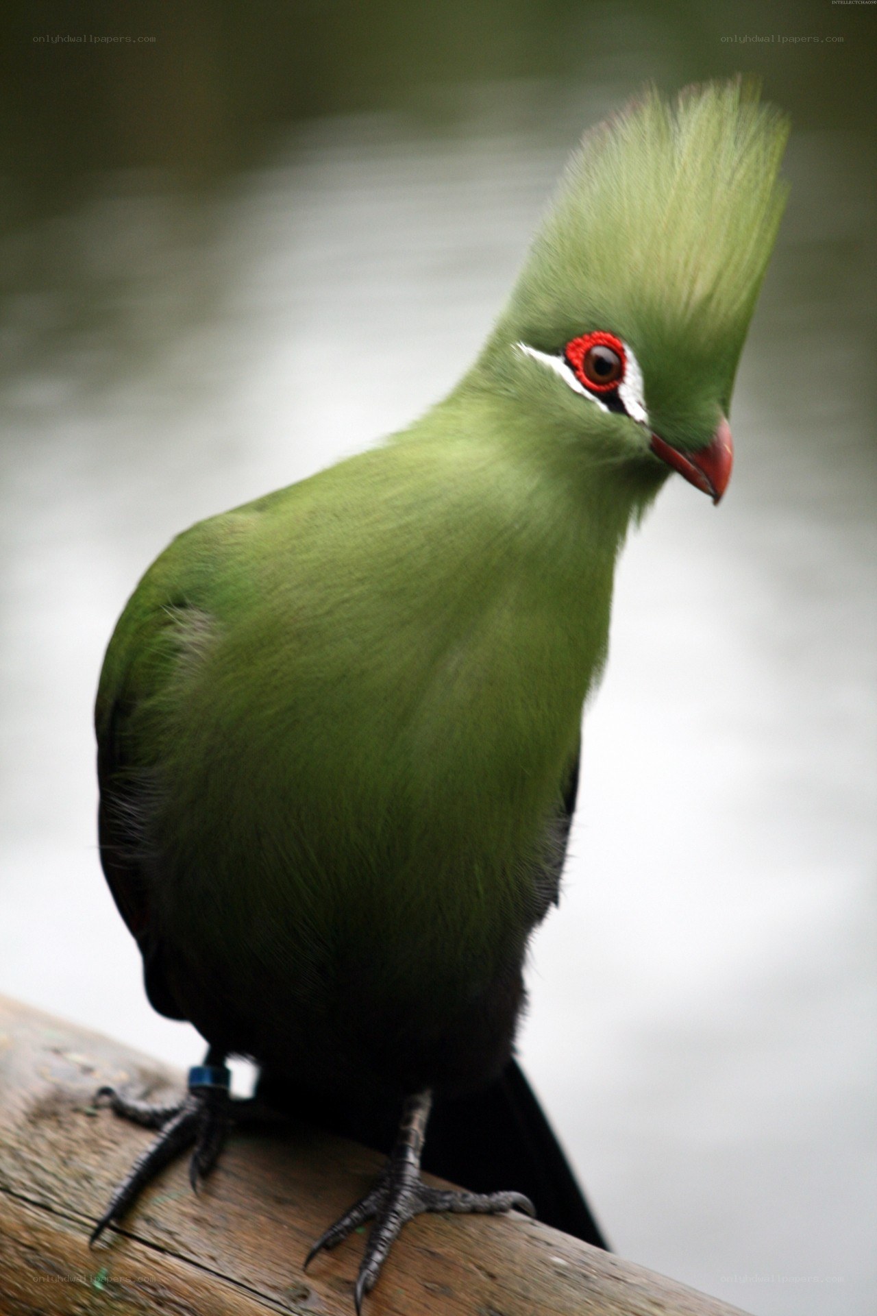 green bird with red eyes