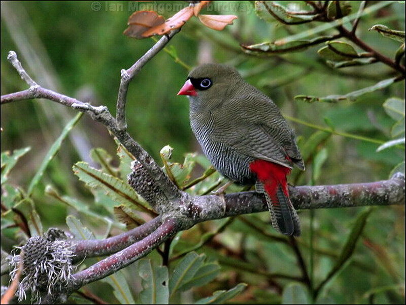 Green Bird with Red Tail