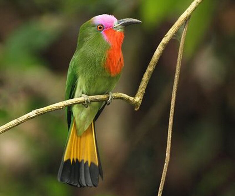 Green Bird with Red Throat — Natural