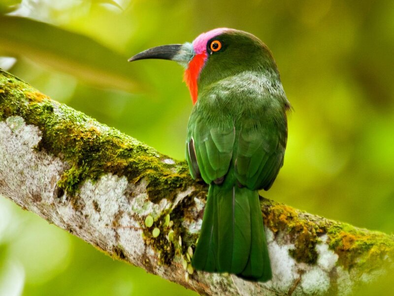 Green Bird with Red Throat