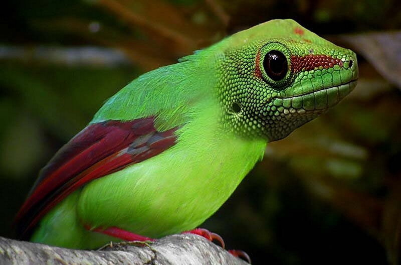green bird with red wings