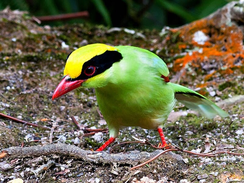 Green Bird with Yellow Head
