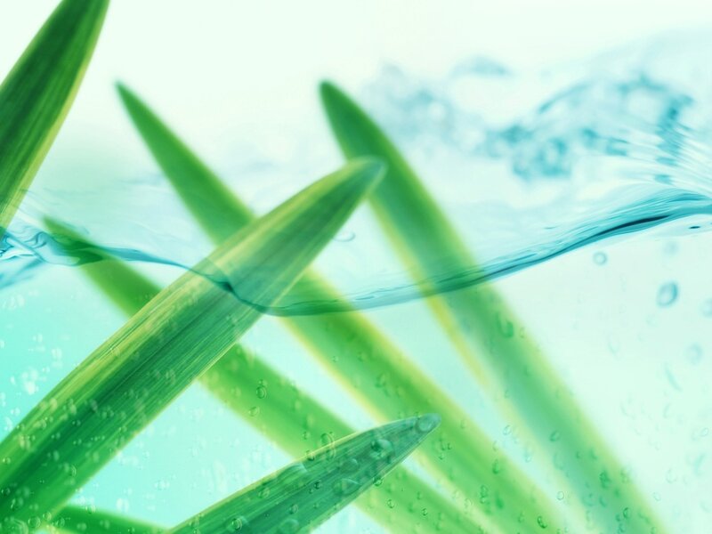 Green Blades of Grass — Calm