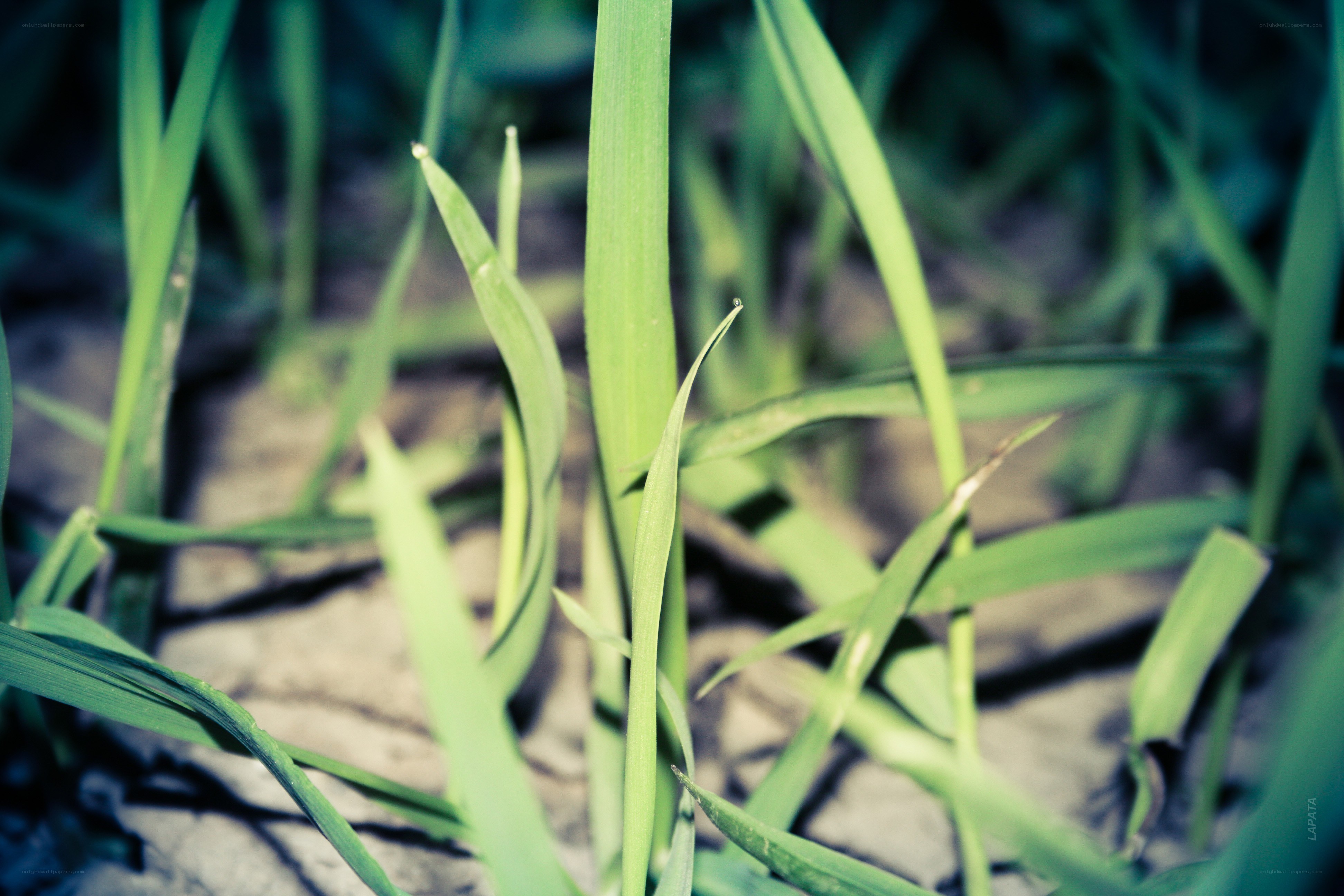 Green blades of grass