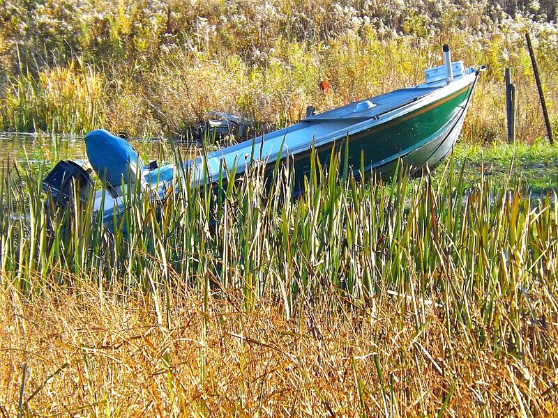 Green Boat in Reeds
