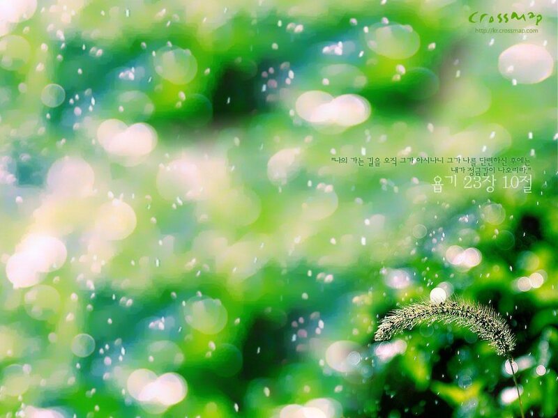 Green bokeh with grass