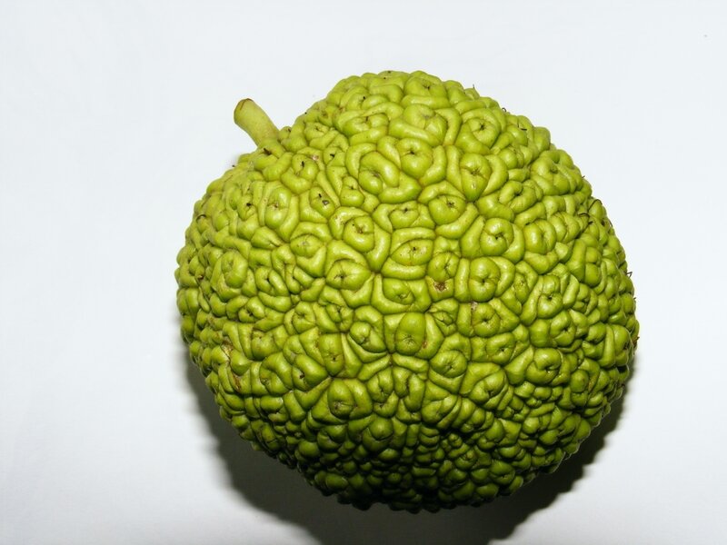 green brain fruit