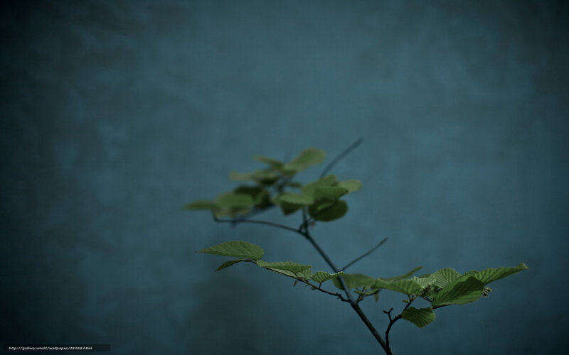 green branch against blue wall