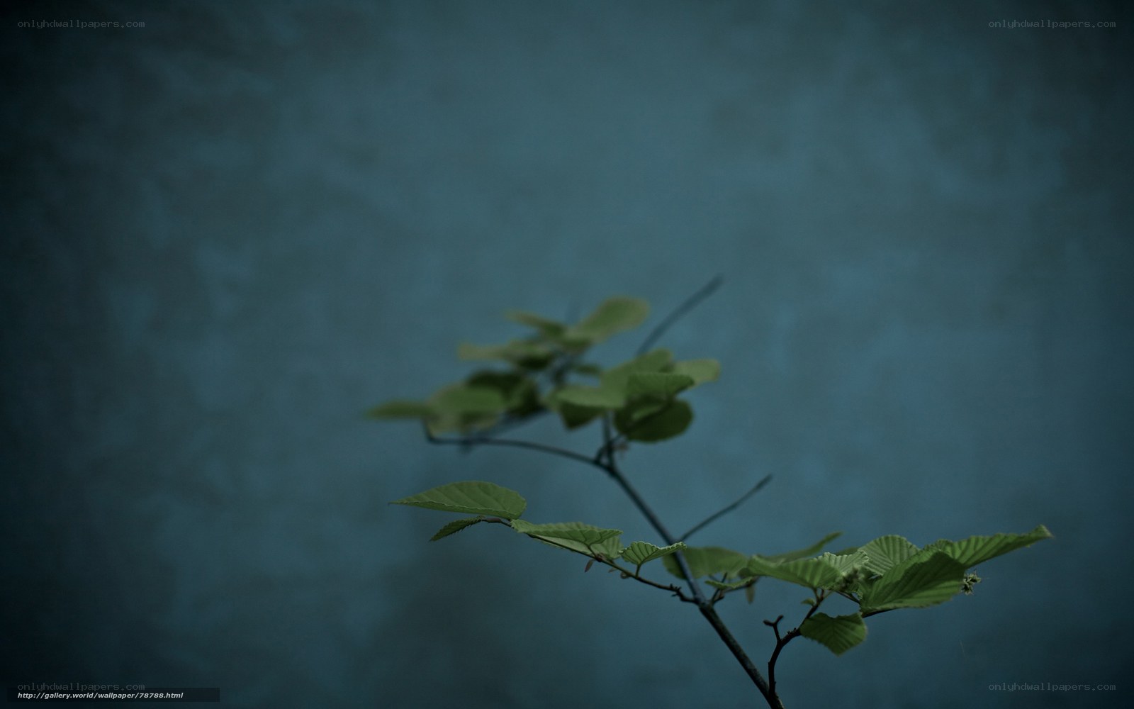 green branch against blue wall