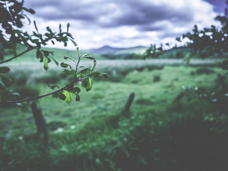 Green Branch in Field