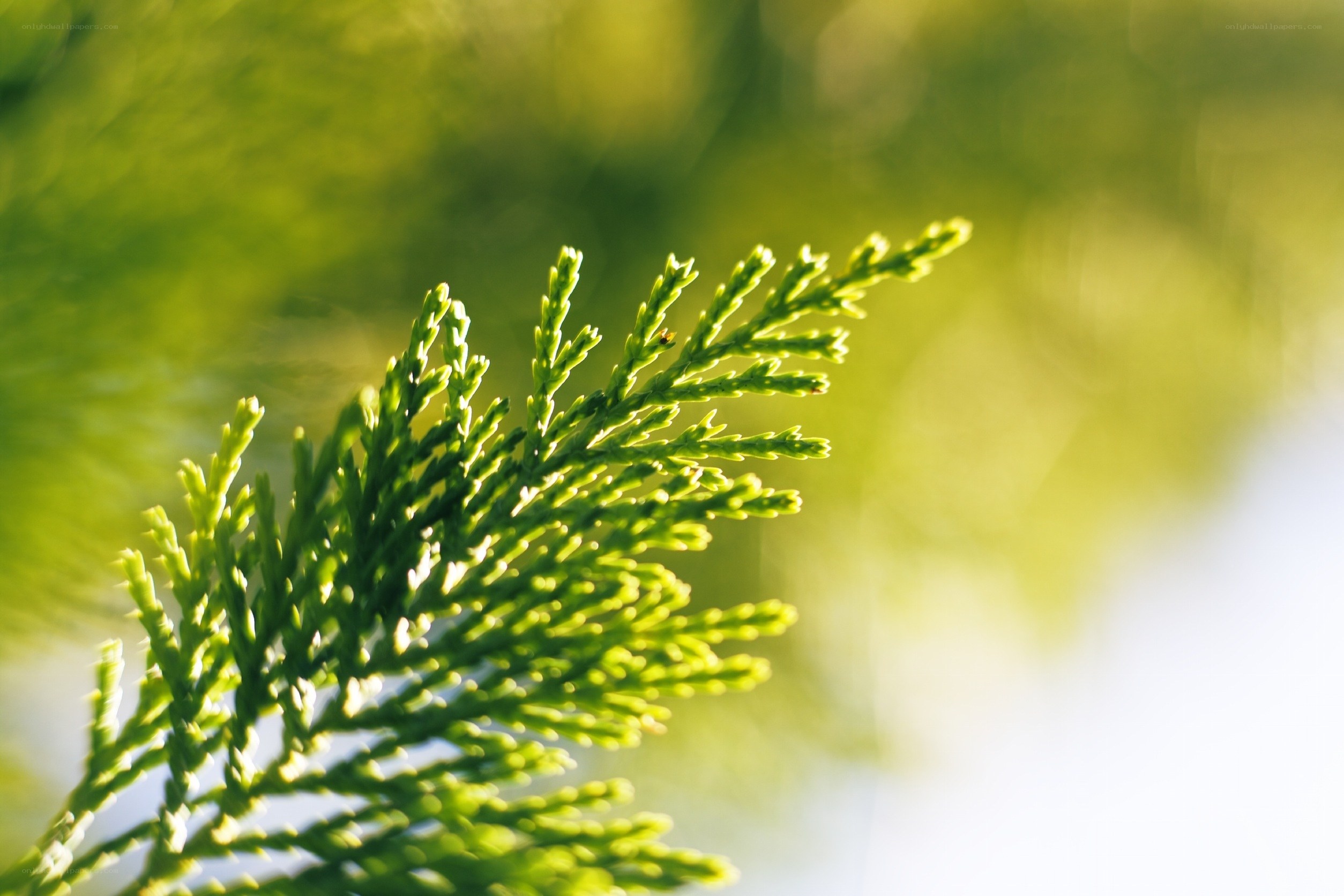 green branch in sunlight