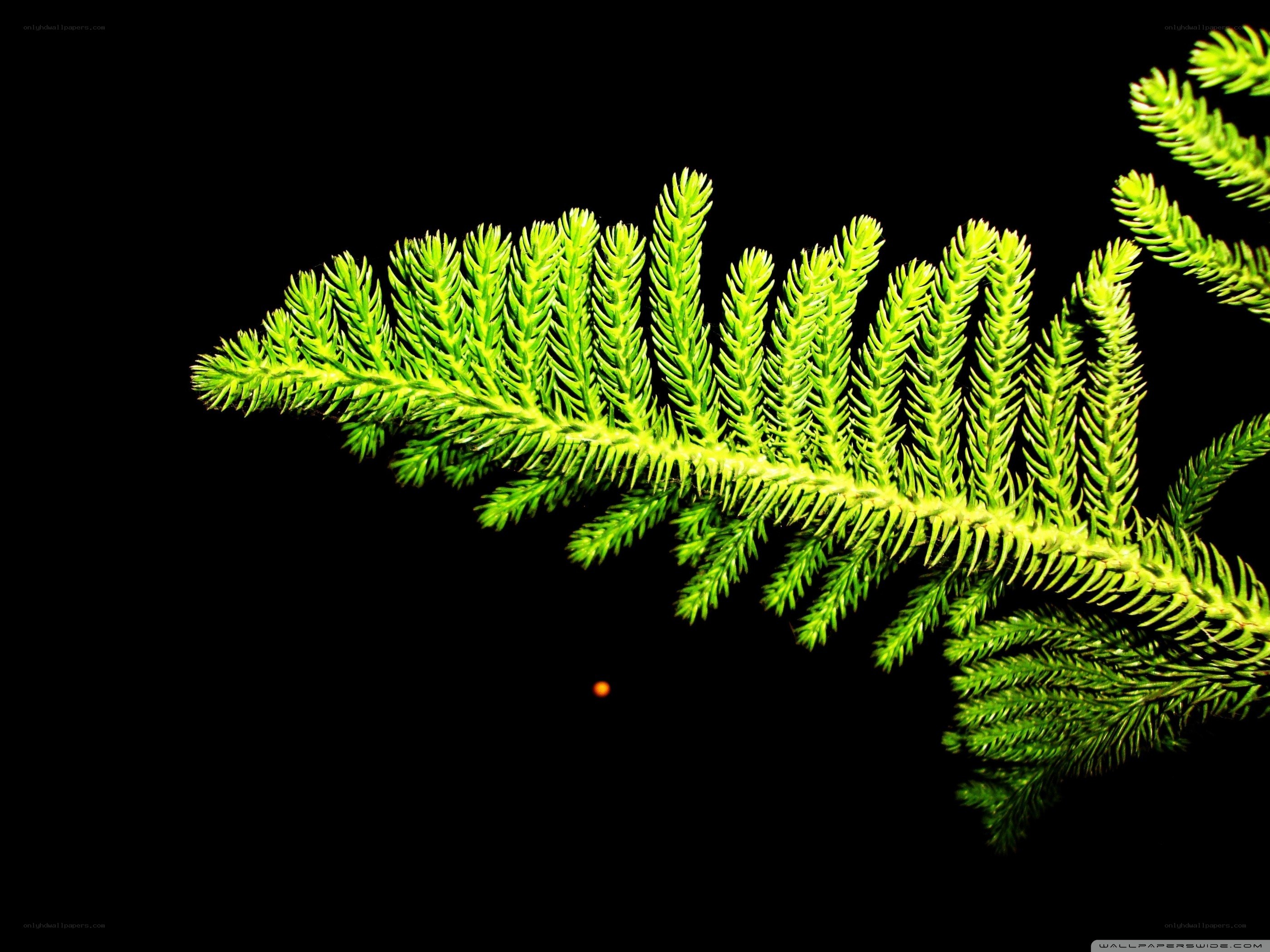 green branch on black background