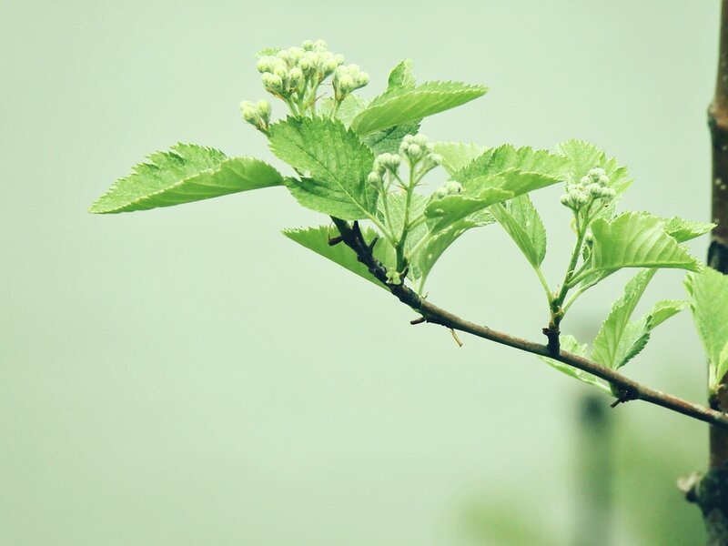 Green Branch with Buds — Calm