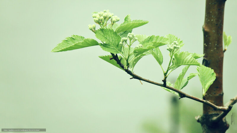green branch with buds