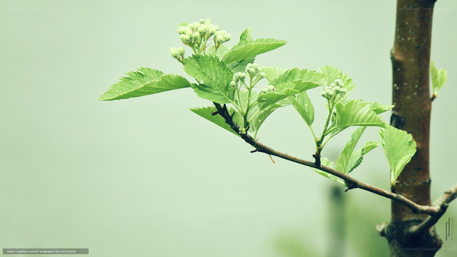 green branch with buds
