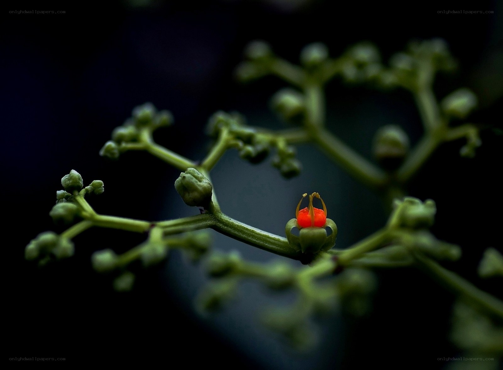 green branch with red flower