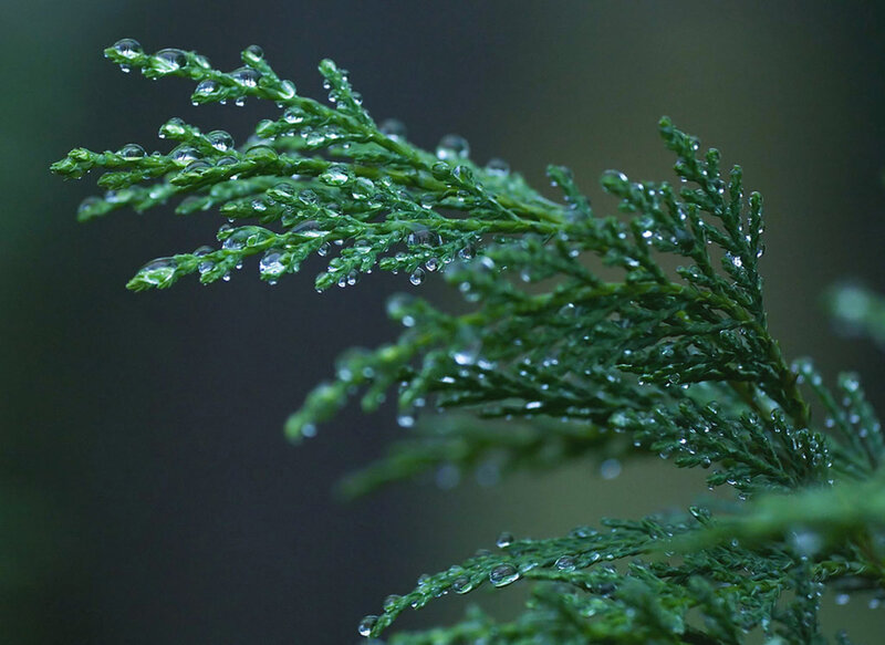 Green Branch with Water Droplets — Serene