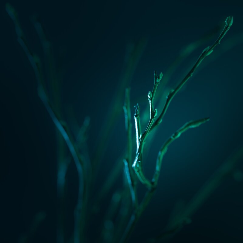 Green branches in dark light