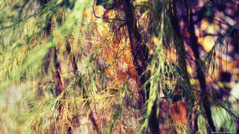green branches in sunlight