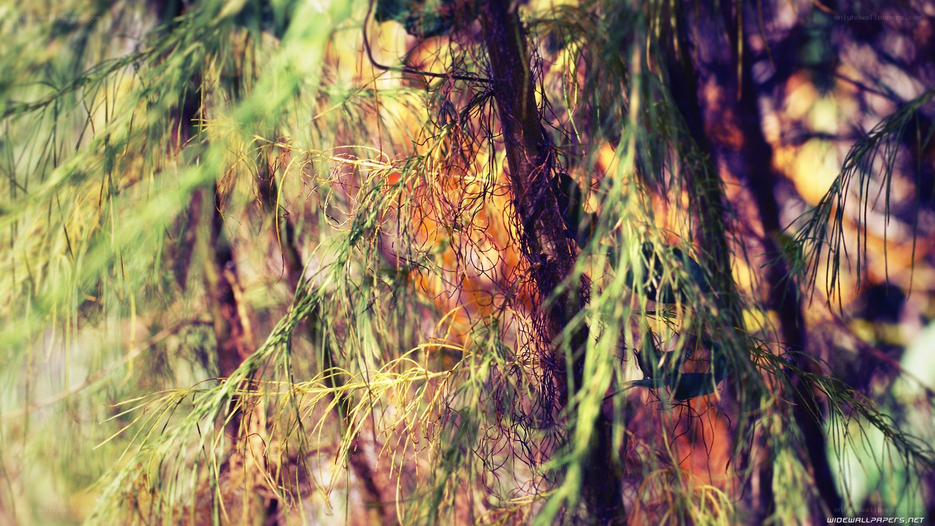 green branches in sunlight
