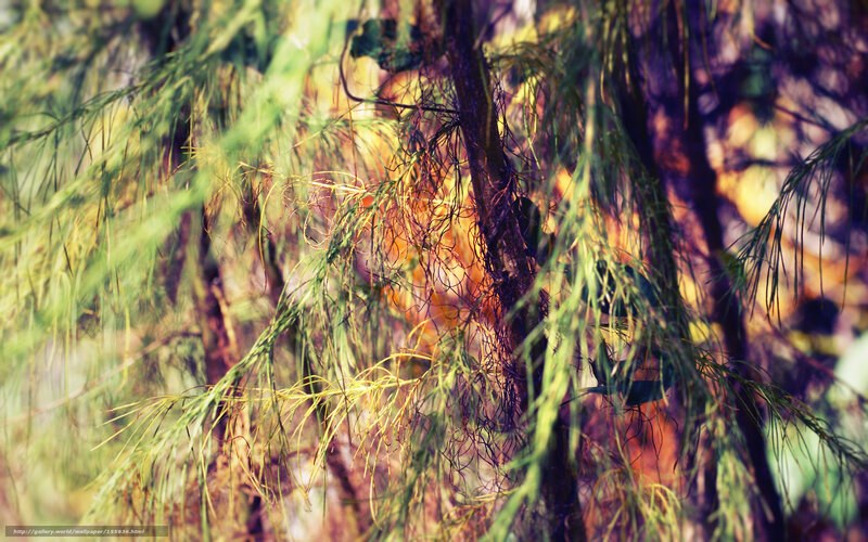 Green branches in sunlight